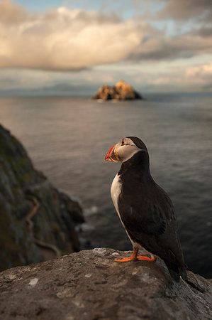 simsearch:649-05649320,k - Puffin roosting on cliffs Stock Photo - Premium Royalty-Free, Code: 649-09206555