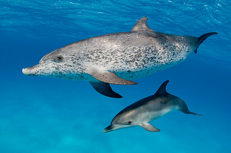 Dolphins swimming in tropical water Stock Photo - Premium Royalty-Free, Code: 649-09206551