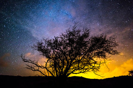simsearch:614-09276329,k - Silhouette of tree against night sky Stockbilder - Premium RF Lizenzfrei, Bildnummer: 649-09206631