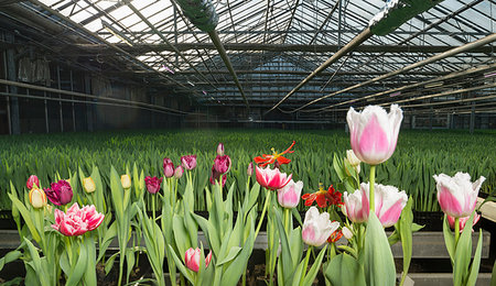 simsearch:633-02645343,k - Pink and red tulips growing in greenhouse Stock Photo - Premium Royalty-Free, Code: 649-09206735