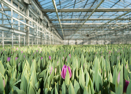 simsearch:649-09230128,k - Tulip greenhouse with purple tulips in foreground Foto de stock - Sin royalties Premium, Código: 649-09206733