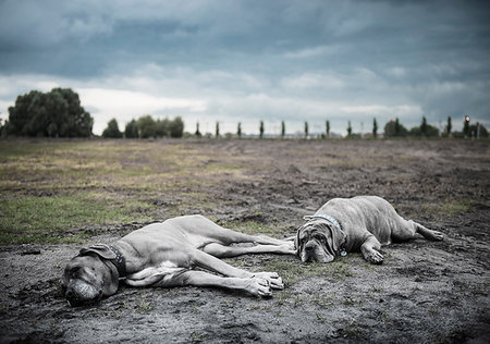 simsearch:649-09207077,k - Two large grey dogs lying on wasteland Foto de stock - Sin royalties Premium, Código: 649-09207078