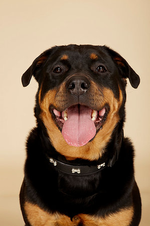 simsearch:614-06897418,k - Close up studio portrait of Rottweiler dog with tongue sticking out Photographie de stock - Premium Libres de Droits, Code: 649-09207509