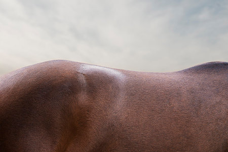 Close up of bay horse's back and rump Stock Photo - Premium Royalty-Free, Code: 649-09207680