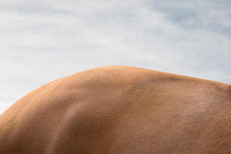 Close up of bay horse's rump Stock Photo - Premium Royalty-Free, Code: 649-09207682