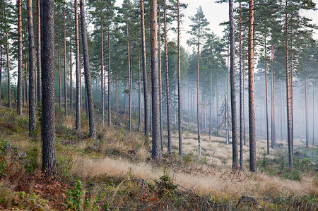 simsearch:649-03769662,k - Trees and mist, Somerniemi, Finland Stock Photo - Premium Royalty-Free, Code: 649-09208091