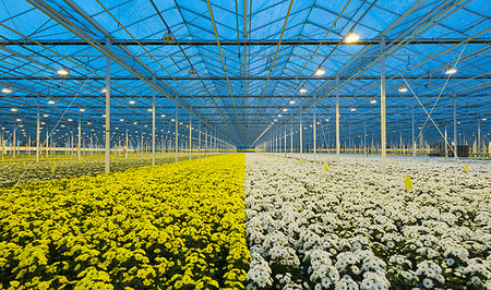 simsearch:649-09208400,k - Greenhouse specialised in growing Chrysanthemums, Ridderkerk, zuid-holland, Netherlands Photographie de stock - Premium Libres de Droits, Code: 649-09208401