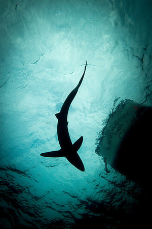 simsearch:649-08949404,k - Low angle view of blue shark Stock Photo - Premium Royalty-Free, Code: 649-09208656