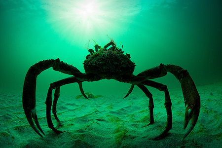 simsearch:649-09208687,k - Spider crab, Aran Islands, Ireland Stockbilder - Premium RF Lizenzfrei, Bildnummer: 649-09208710