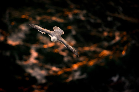 Fulmar Stock Photo - Premium Royalty-Free, Code: 649-09208745