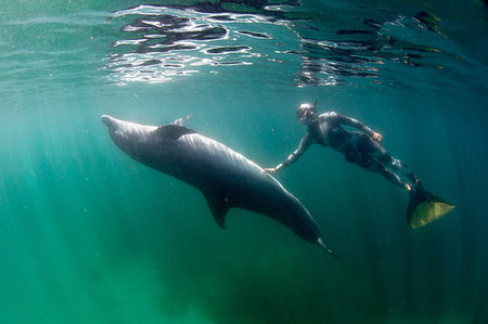 simsearch:649-08086103,k - Freediver and Bottlenose dolphin Foto de stock - Sin royalties Premium, Código: 649-09208746