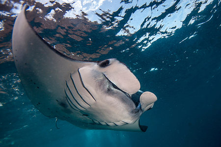 simsearch:649-08380876,k - Manta Ray (Manta alfredi) feeds at the surface of the sea , Bali, Indonesia Foto de stock - Sin royalties Premium, Código: 649-09208966