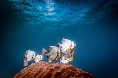 simsearch:6102-04929407,k - Shoal of Longfin Batfish (spadefish) Platax teira above a coral, Bali, Indonesia Stock Photo - Premium Royalty-Free, Code: 649-09208967