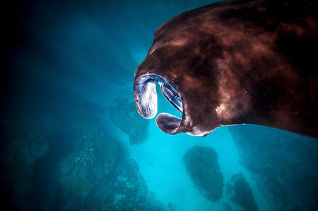 simsearch:649-08380876,k - Detail of  Manta Ray (Manta alfredi) feeding at the surface of the sea , Bali, Indonesia Foto de stock - Sin royalties Premium, Código: 649-09208963