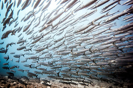 Shoal of swimming Chevron Barracuda (Sphyraena genie), Raja Ampat, West Papua, Indonesia Stock Photo - Premium Royalty-Free, Code: 649-09208977