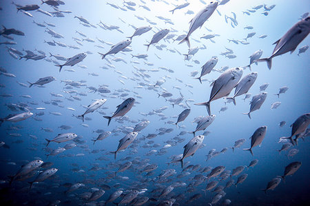 Shoal of bigeye trevally / Jackfish (Caranx sexfasciatus) , Lombok, Indonesia Foto de stock - Sin royalties Premium, Código: 649-09208981