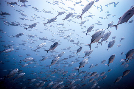 simsearch:649-08237841,k - Shoal of bigeye trevally / Jackfish (Caranx sexfasciatus) , Lombok, Indonesia Photographie de stock - Premium Libres de Droits, Code: 649-09208981