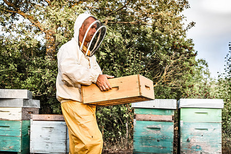 simsearch:614-08826897,k - Male beekeeper working with hives Stock Photo - Premium Royalty-Free, Code: 649-09209179