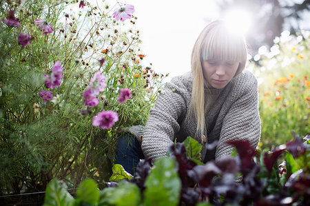 simsearch:649-08702075,k - Mid adult woman tending lettuce in organic garden Stock Photo - Premium Royalty-Free, Code: 649-09209337