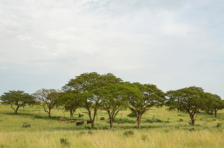 simsearch:649-07596645,k - Elephants in grass landscape, Uganda Foto de stock - Sin royalties Premium, Código: 649-09213187