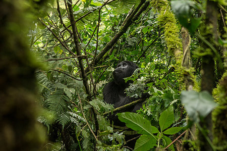 Mountain Gorilla (Gorilla beringei beringei), Bwindi Impenetrable Forest, Bwindi Mountains, Uganda Foto de stock - Sin royalties Premium, Código: 649-09213196