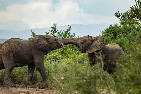 simsearch:649-07596508,k - Elephants (Loxodonta africana) in conflict, Murchison Falls National Park, Uganda Photographie de stock - Premium Libres de Droits, Code: 649-09213206