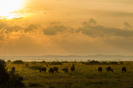 Topi (Damaliscus korrigum) Antelope, Uganda Stock Photo - Premium Royalty-Free, Code: 649-09213208