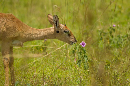 Oribi (Ourebia ourebi) Antelope, Murchison Falls National Park, Uganda Foto de stock - Sin royalties Premium, Código: 649-09213201