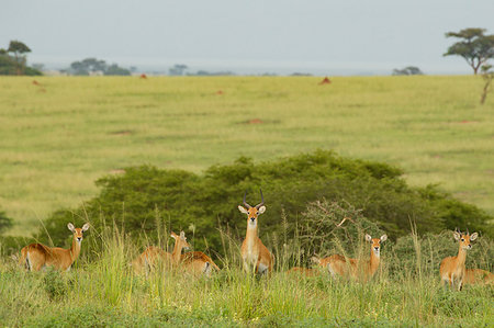 Kob Antelope (Kobus kob), Murchison Falls National Park, Uganda Stock Photo - Premium Royalty-Free, Code: 649-09213211