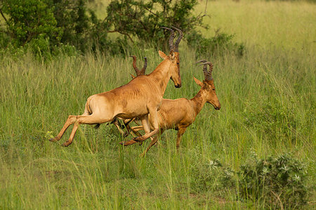 simsearch:614-09159537,k - Jackson's Hartebees (Alcelaphus buselaphus), Antelope, Murchison Falls National Park, Uganda Stock Photo - Premium Royalty-Free, Code: 649-09213212