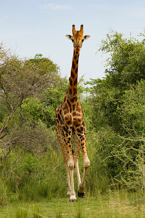 Rothschild's Giraffe (Giraffa camelopardalis rothschildi), Murchison Falls National Park, Uganda Stock Photo - Premium Royalty-Free, Code: 649-09213213