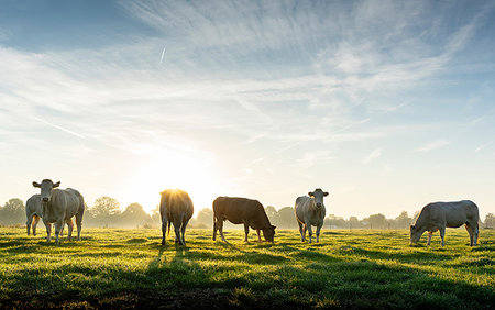 Backlit cows in field, early morning, Netherlands Stock Photo - Premium Royalty-Free, Code: 649-09230116