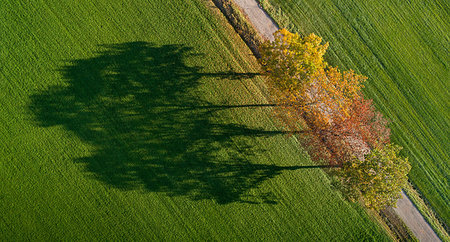 Row of autumn trees and their shadows in field, Netherlands Stock Photo - Premium Royalty-Free, Code: 649-09230125