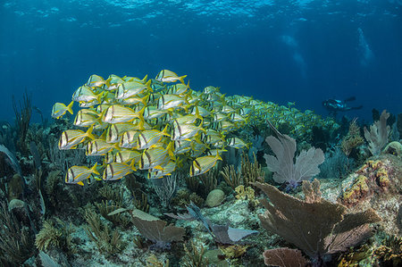 Reef life, diver in background, Alacranes, Campeche, Mexico Photographie de stock - Premium Libres de Droits, Code: 649-09230330