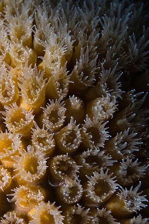 Reef life, Alacranes, Campeche, Mexico Foto de stock - Sin royalties Premium, Código: 649-09230332