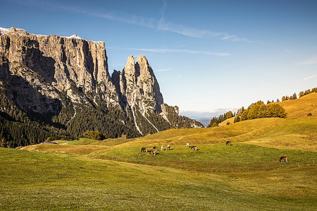 siusi - Herd of cows in distance, Schlern-Rosengarten on Seiser Alm, Dolomites, Siusi, Trentino-Alto Adige, Italy Stock Photo - Premium Royalty-Free, Code: 649-09230766