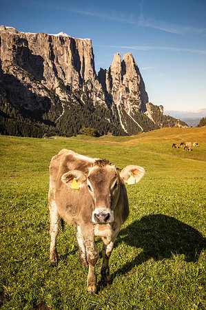 seiser alm - Lone cow, Schlern-Rosengarten on Seiser Alm, Dolomites, Siusi, Trentino-Alto Adige, Italy Foto de stock - Sin royalties Premium, Código: 649-09230767