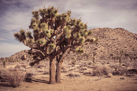 planta de yuca - Arid landscape and joshua tree, Joshua Tree, California, USA Foto de stock - Sin royalties Premium, Código: 649-09245893