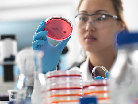 Scientist examining microbiological cultures in petri dishes in laboratory Stock Photo - Premium Royalty-Free, Code: 649-09246040