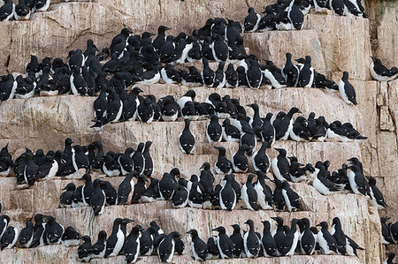 simsearch:649-08714235,k - Rows of bruennich's guillemots (uria lomvia) perched on coastal cliff,  Alkefjellet, Spitsbergen, Svalbard, Norway. Foto de stock - Sin royalties Premium, Código: 649-09246145