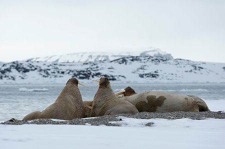 Small group of atlantic walruses (Odobenus rosmarus) on coast, Vibebukta, Austfonna, Nordaustlandet, Svalbard, Norway Stock Photo - Premium Royalty-Free, Code: 649-09246154