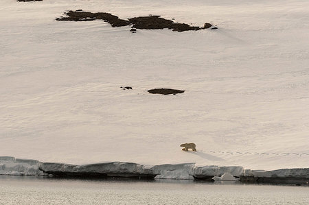 simsearch:6119-09252655,k - Polar bear (Ursus maritimus) walking along snowy coastline on Wilhelm Island, Hinlopen Strait, between Nordaustlandet and Spitsbergen, Svalbard, Norway Foto de stock - Sin royalties Premium, Código: 649-09246153