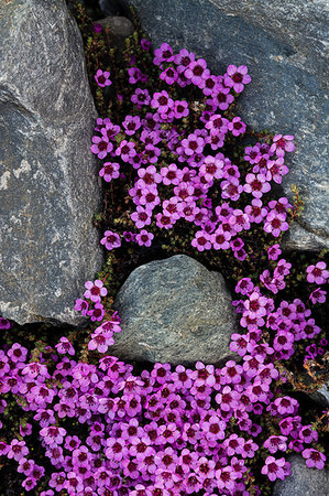 simsearch:649-09246150,k - Purple Saxifrage (Saxifraga oppositifolia) in flower, overhead close up, Isbjornhamna, Hornsund bay, Spitsbergen, Svalbard, Norway Fotografie stock - Premium Royalty-Free, Codice: 649-09246237