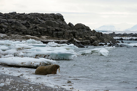 Atlantic walrus (Odobenus rosmarus) at water's edge, Edgeoya Island, Svalbard, Norway Photographie de stock - Premium Libres de Droits, Code: 649-09246233