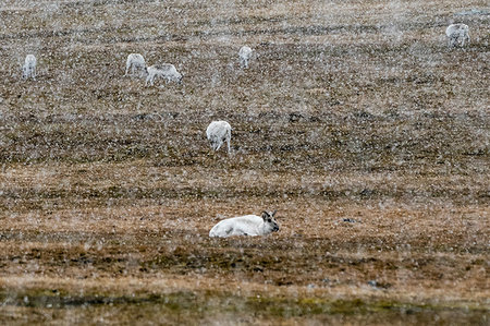 simsearch:6119-07943721,k - Svalbard reindeers (Rangifer tarandus), grazing tundra during snowfall. Varsolbukta, Bellsund bay, Van Mijenfjorden,, Spitsbergen, Svalbard, Norway Stock Photo - Premium Royalty-Free, Code: 649-09246258