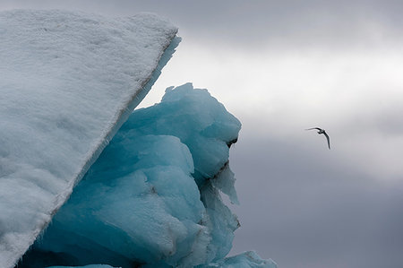 simsearch:649-08118383,k - Black-legged kittiwake (Rissa tridactyla), flying over iceberg Burgerbukta, Spitsbergen, Svalbard, Norway. Photographie de stock - Premium Libres de Droits, Code: 649-09246250