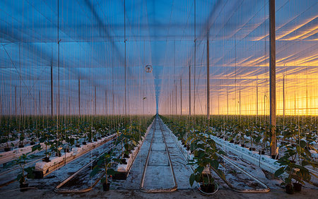 simsearch:600-02886347,k - Growing bell peppers in modern dutch greenhouse, Zevenbergen, Noord-Brabant, Netherlands Foto de stock - Royalty Free Premium, Número: 649-09246371