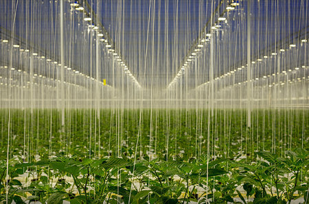 Growing bell peppers in modern dutch greenhouse, Zevenbergen, Noord-Brabant, Netherlands Foto de stock - Sin royalties Premium, Código: 649-09246373