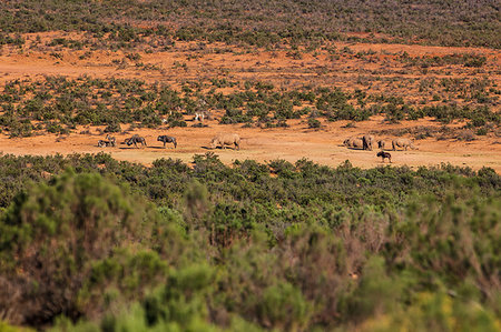 rhino south africa - Wildlife grazing in nature reserve, Cape Town, Western Cape, South Africa Stock Photo - Premium Royalty-Free, Code: 649-09257256