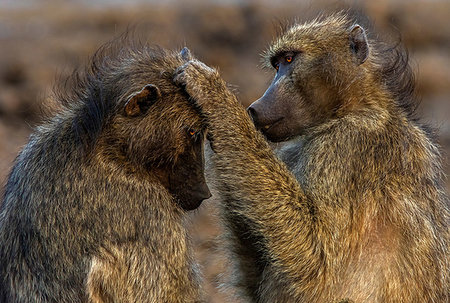 Chacma baboons grooming each other, Kruger National park, South Africa Foto de stock - Sin royalties Premium, Código: 649-09258105